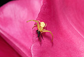 INS 04 JM0001 01
Crab Spider On Tulip
Oregon