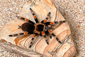 INS 04 KH0001 01
Mexican Red-kneed Tarantula Sitting On Rock