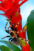 INS 04 KH0004 01
Mexican Red-kneed Tarantula Sitting On Red Flower