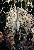 INS 04 LS0001 01
Dew-Covered Spider Webs At Dawn