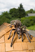 INS 04 RD0001 01
Close Up Of Tarantula Sitting On Roof Of Dollhouse Studio