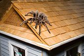 INS 04 RD0002 01
Close Up Of Tarantula Sitting On Roof Of Dollhouse Studio
