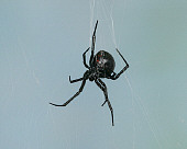 INS 04 RK0004 01
Black Widow Hanging From Web