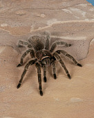 INS 04 RK0005 01
Tarantula On Flat Rock