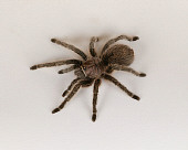 INS 04 RK0006 01
Tarantula On White Seamless