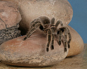 INS 04 RK0007 01
Tarantula On Rock