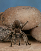 INS 04 RK0008 01
Tarantula Coming Off Rock