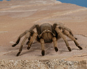 INS 04 RK0009 01
Tarantula On Flat Rock