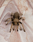 INS 04 RK0010 01
Tarantula On Flat Rock