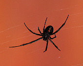 INS 04 RK0011 02
Black Widow