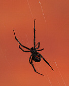 INS 04 RK0013 04
Black Widow