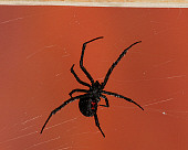 INS 04 RK0014 03
Black Widow