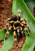 INS 04 TK0001 01
Mexican Redknee Tarantula Sitting On Leaf