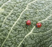 INS 05 JE0001 01
Two Seven-Spotted Ladybugs Crawling On Leaf