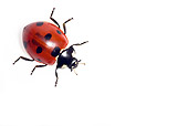 INS 05 KH0001 01
Seven-Spotted Ladybug Crawling On White Seamless