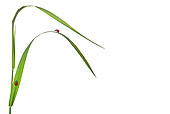 INS 05 KH0002 01
Seven-Spotted Ladybugs Crawling On Blades Of Grass On White Seamless