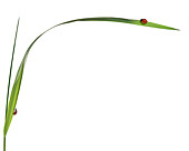 INS 05 KH0003 01
Seven-Spotted Ladybugs Crawling On Blades Of Grass On White Seamless