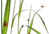 INS 05 KH0004 01
Seven-Spotted Ladybugs Crawling On Blades Of Grass On White Seamless