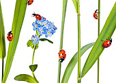 INS 05 KH0005 01
Seven-Spotted Ladybugs Crawling On Blades Of Grass And Flowers On White Seamless