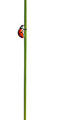 INS 05 KH0006 01
Seven-Spotted Ladybug Crawling On Flower Stem On White Seamless