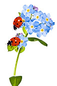 INS 05 KH0007 01
Seven-Spotted Ladybugs Crawling On Flowers On White Seamless
