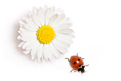 INS 05 KH0008 01
Seven-Spotted Ladybug Crawling By Daisy On White Seamless