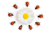 INS 05 KH0009 01
Seven-Spotted Ladybugs Crawling In Circle Around Daisy On White Seamless