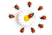 INS 05 KH0010 01
Seven-Spotted Ladybugs Crawling In Circle Around Daisy On White Seamless