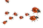 INS 05 KH0011 01
Family Of Seven-Spotted Ladybugs Crawling On White Seamless