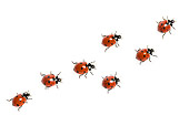 INS 05 KH0013 01
Seven-Spotted Ladybugs Crawling On White Seamless
