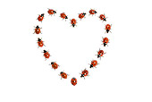 INS 05 KH0014 01
Seven-Spotted Ladybugs Crawling In Heart Shape On White Seamless