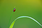 INS 05 KH0015 01
Seven-Spotted Ladybug Crawling On Blade Of Grass