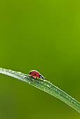INS 05 KH0016 01
Seven-Spotted Ladybug Crawling On Blade Of Grass