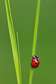 INS 05 KH0017 01
Seven-Spotted Ladybug Crawling On Blade Of Grass