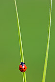 INS 05 KH0018 01
Seven-Spotted Ladybug Crawling On Blade Of Grass