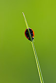 INS 05 KH0019 01
Seven-Spotted Ladybug Crawling On Blade Of Grass