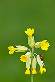 INS 05 KH0020 01
Seven-Spotted Ladybug Crawling Yellow Flowers