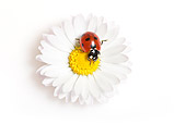 INS 05 KH0021 01
Seven-Spotted Ladybug Crawling On Daisy On White Seamless