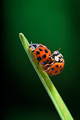INS 05 TK0001 01
Nine-Spotted Ladybugs Mating On Grass Blade