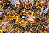 INS 06 GL0001 01
Close-Up Of Domestic Honey Bees In Comb