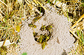 INS 06 TL0001 01
Western Yellowjackets Entering Nest