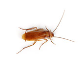 INS 07 RK0004 01
American Cockroach On White Seamless