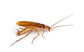 INS 07 RK0005 01
American Cockroach Profile On White Seamless