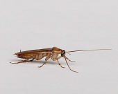 INS 07 RK0005 02
American Cockroach Profile On White Seamless