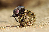 INS 08 HP0001 01
Dung Beetle Climbing On Dung Kruger National Park, South Africa