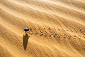 INS 08 MH0001 01
Darkling Beetle Walking On Sand In Desert