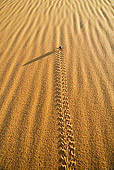 INS 08 MH0002 01
Darkling Beetle Walking On Sand In Desert