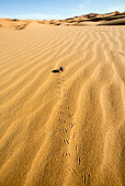 INS 08 MH0003 01
Darkling Beetle Walking On Sand In Desert