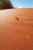 INS 08 MH0004 01
Desert Beetle Walking On Sand In Desert Namibia
