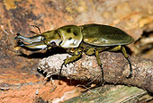 INS 08 WF0001 01
Tropical Stag Beetle Laying On Stick